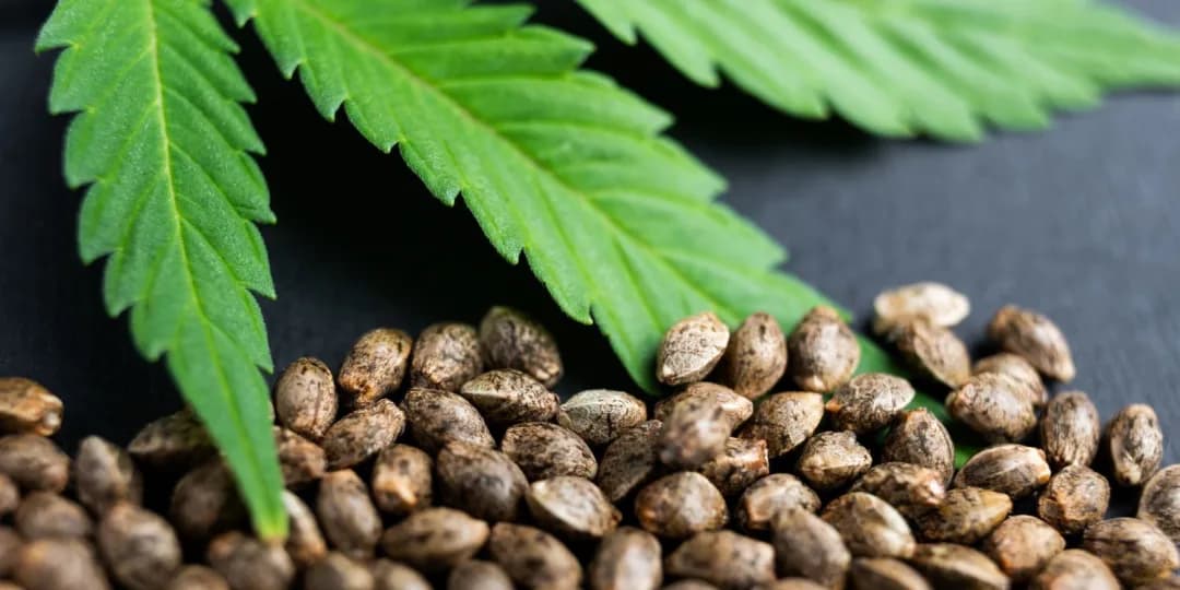Elevate Your Wellness with Lab-Tested CBD Kush from Our EU Dispensary