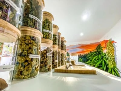 Elevate Your Wellness with Lab-Tested CBD Kush from Our EU Dispensary