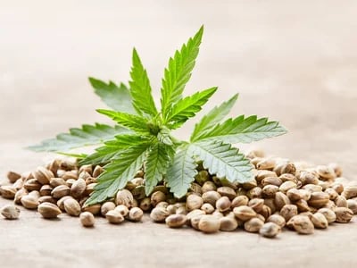 Cannabis for Sale Australia – Consumer Insights in Australia